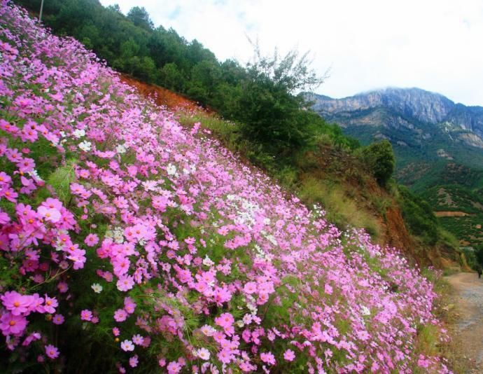 白水台路边波斯菊.jpg