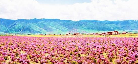 香格里拉6月的花海 香格里拉6月的花海